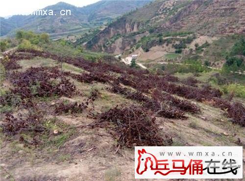 宝塔区村民承包经营果园10余年 1700余果树被