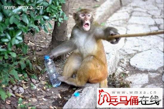 印度一 猖狂猴子发动公交  还会换二档致交通事