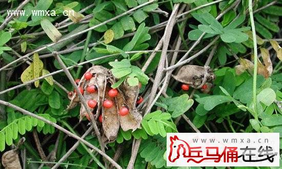 广州海关 截获入境剧毒种子  食用或佩戴少量即