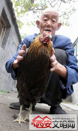 老母鸡已活27年堪称奇迹 专家称鉴定真实年龄