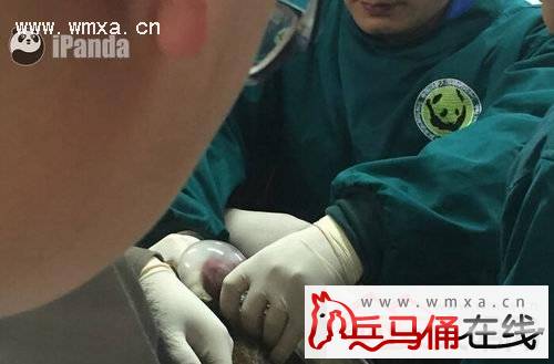  大熊猫采精被直播 显难为情 为了科研和延续后