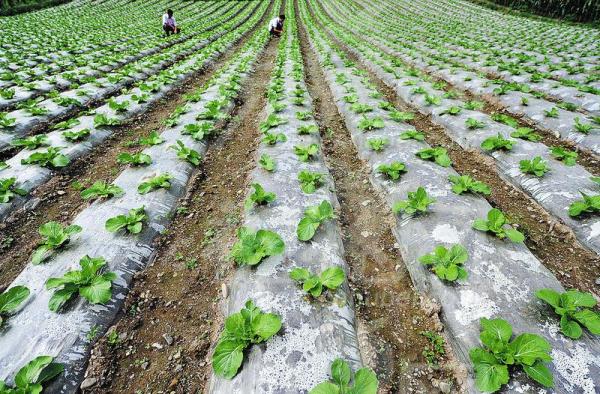 镇安农民收入现状_商洛特色农业攻坚战如何攻坚