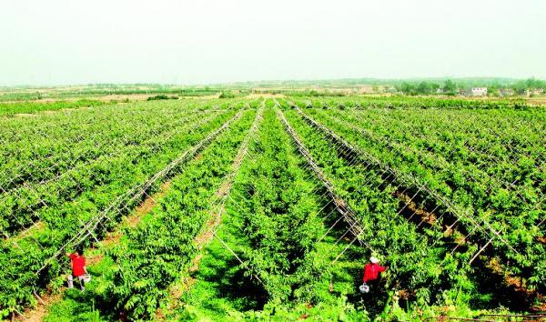 强基地拓营销政策多扶持 重科研建市场延伸产