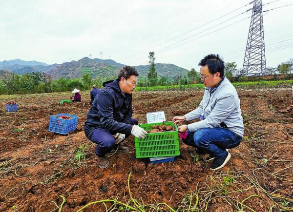 如何种植红薯视频 09132W309-2.jpg